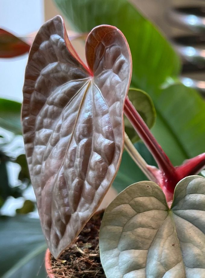 Anthurium Luxurians