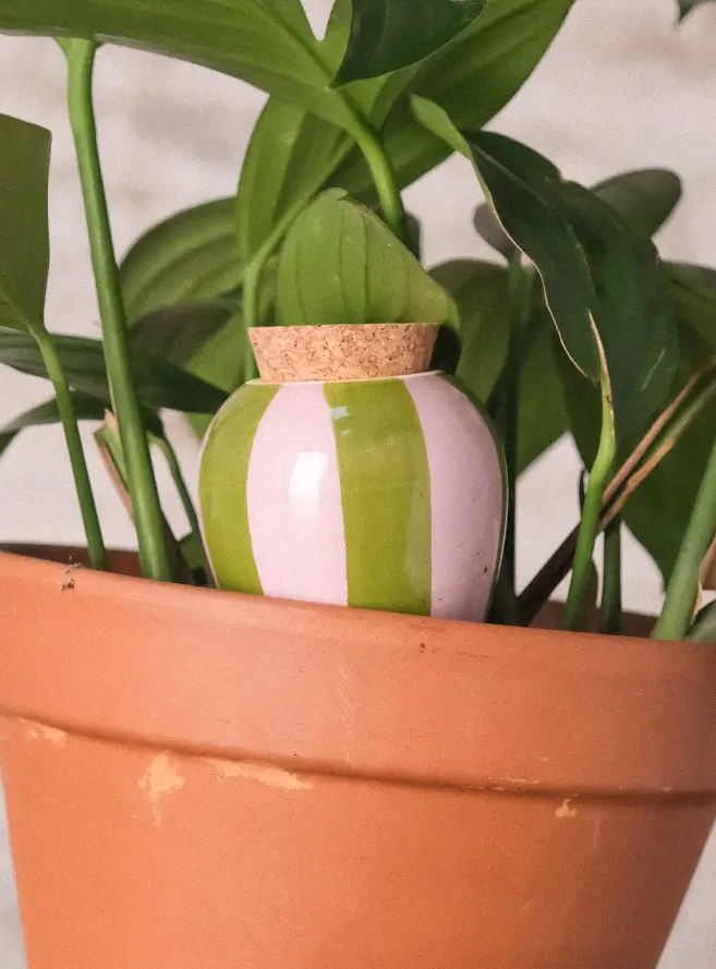 Pepin-Olla-Plant-Watering-lila-groen