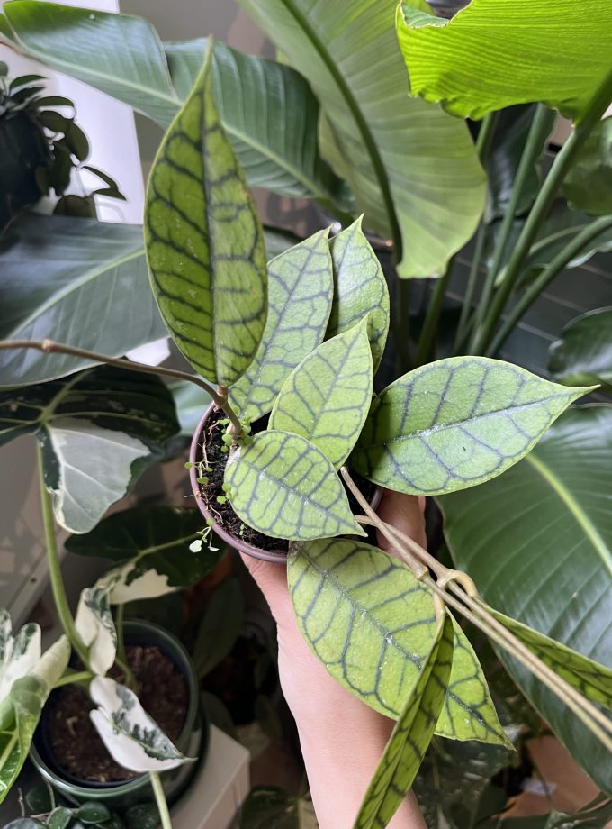 hoya callistophylla kal 16