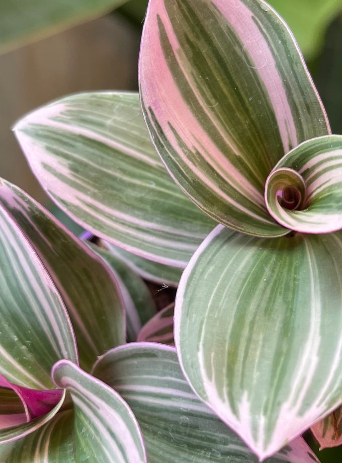 Tradescantia Nanouk