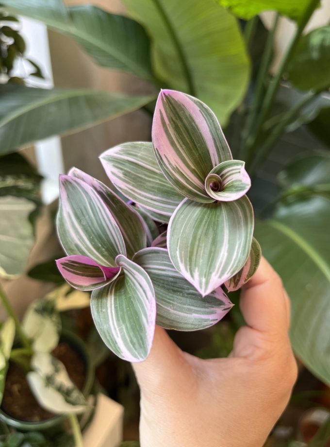 Tradescantia Nanouk