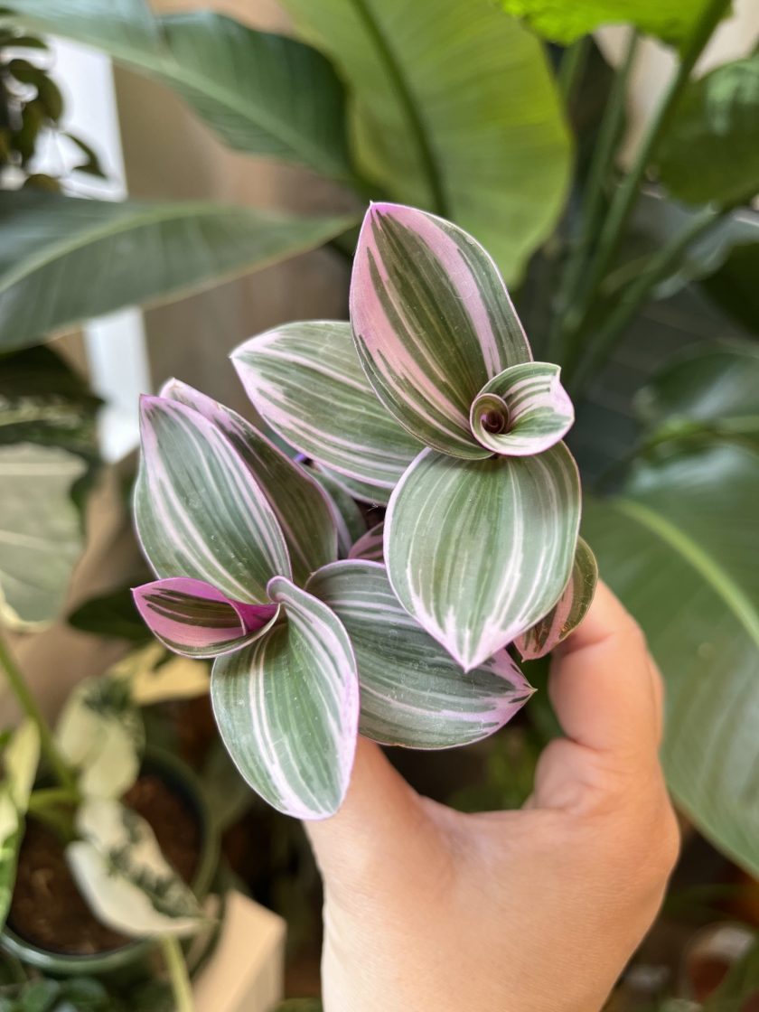 Tradescantia Nanouk