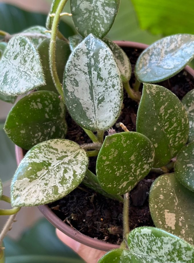Hoya Mathilde