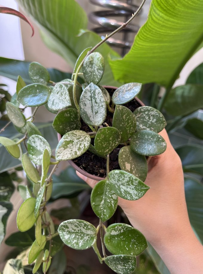 Hoya Mathilde