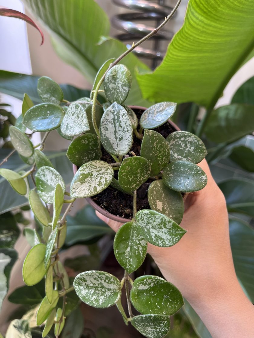 Hoya Mathilde