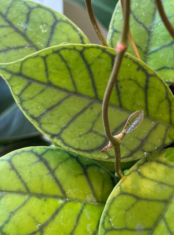 hoya callistophylla kal 16