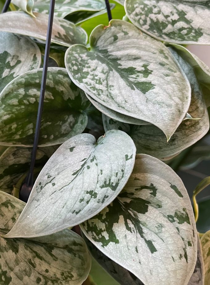 Scindapsus Silvery Ann