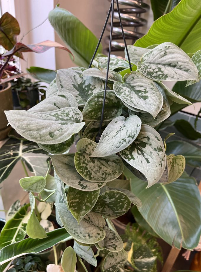 Scindapsus Silvery Ann