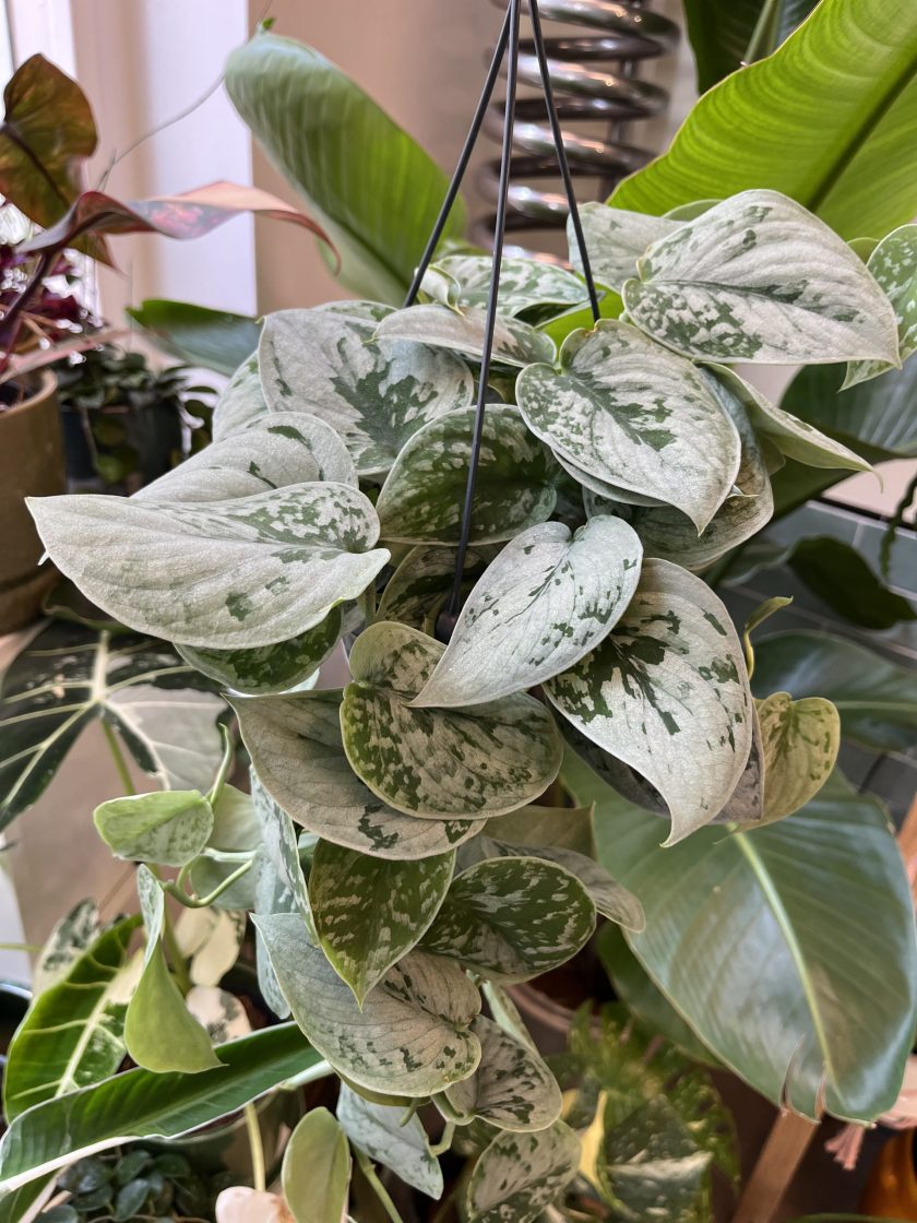 Scindapsus Silvery Ann