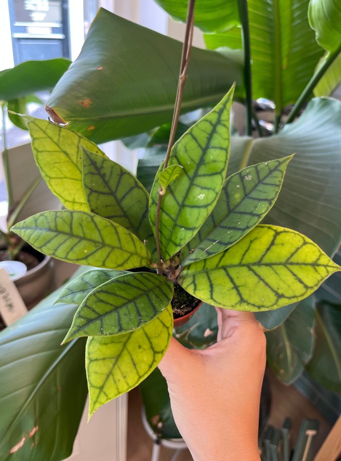 hoya callistophylla kal 16