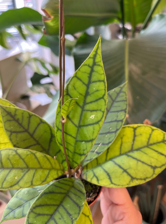 hoya callistophylla kal 16