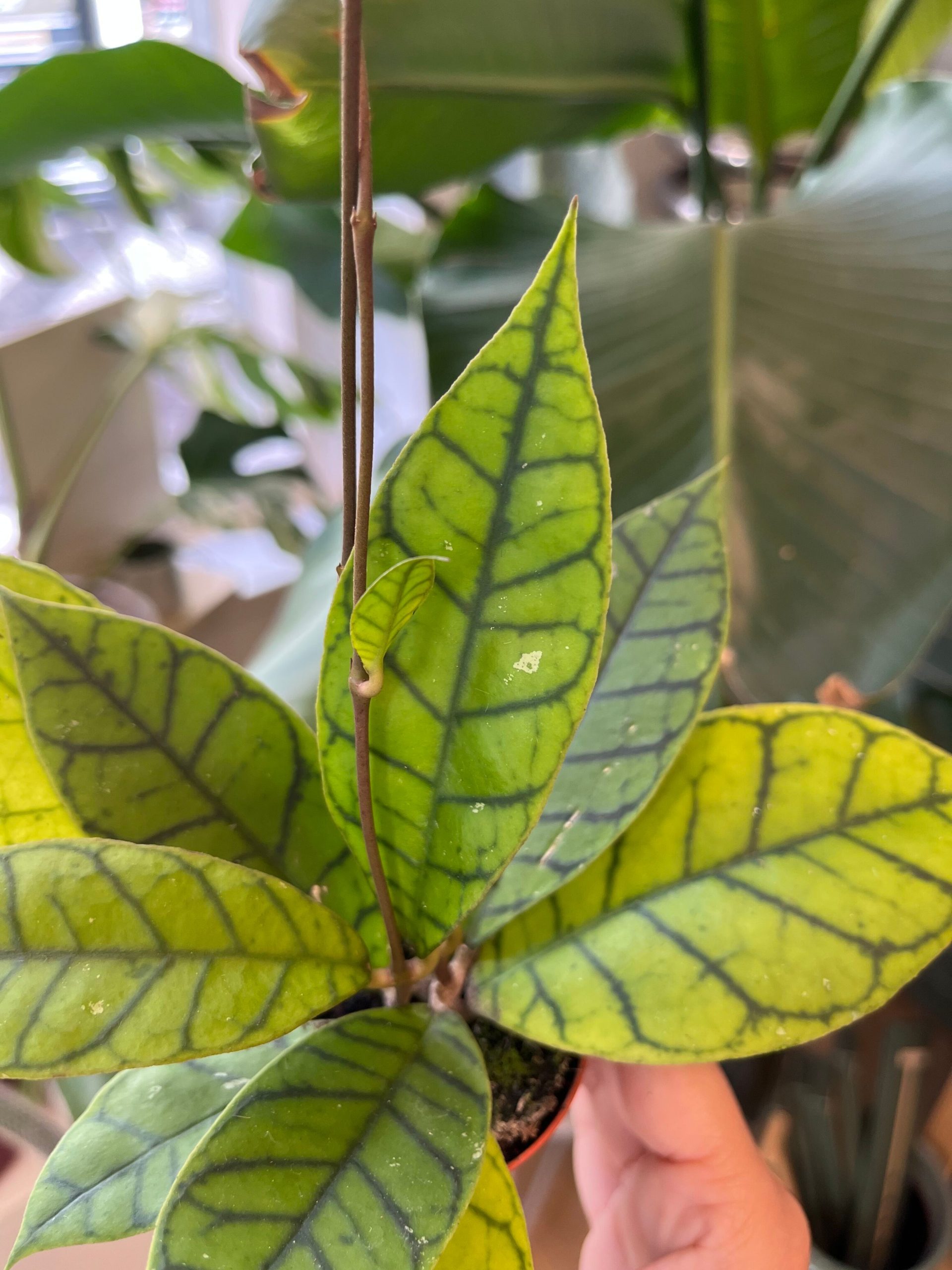 hoya callistophylla kal 16