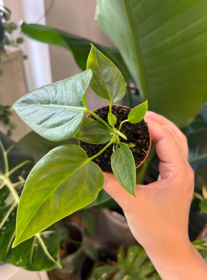 Anthurium Veitchii