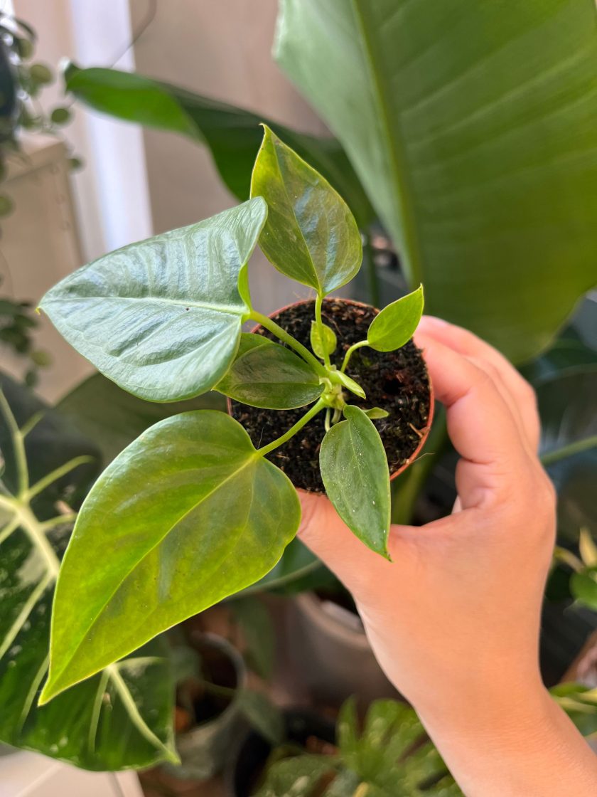 Anthurium Veitchii