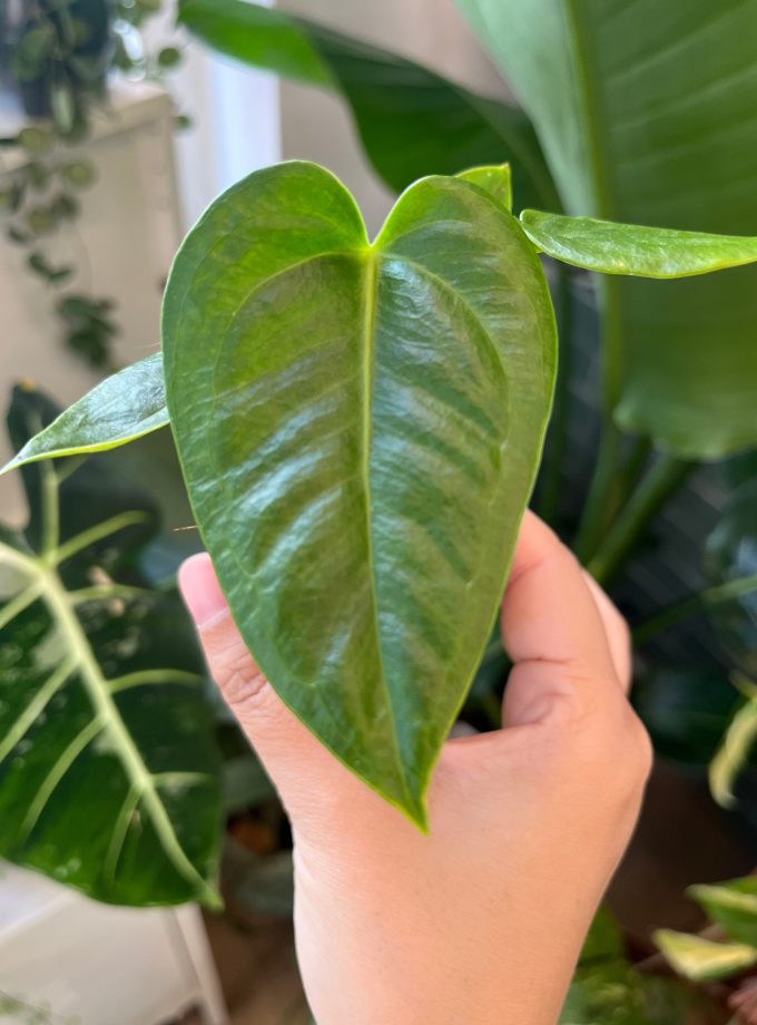 Anthurium Veitchii
