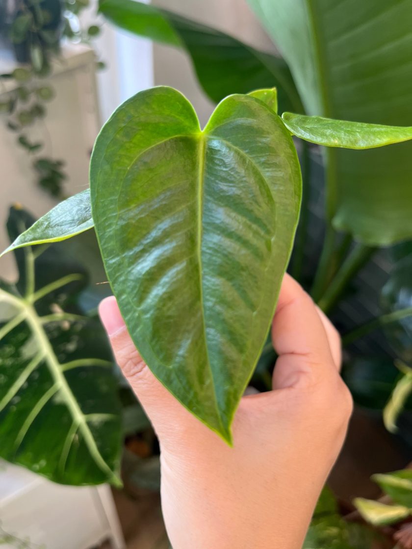 Anthurium Veitchii
