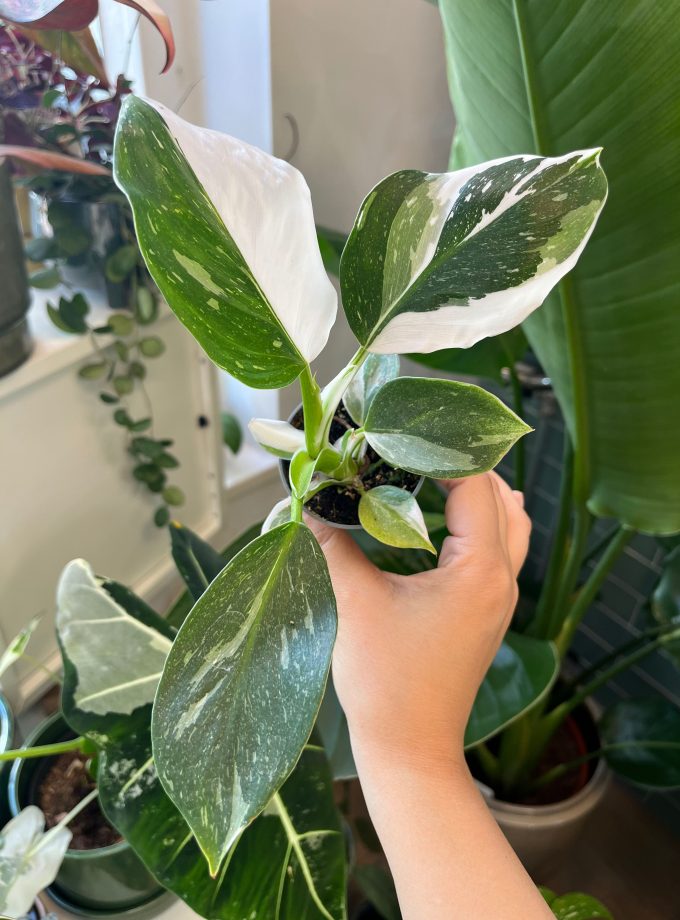 Philodendron White Wizard