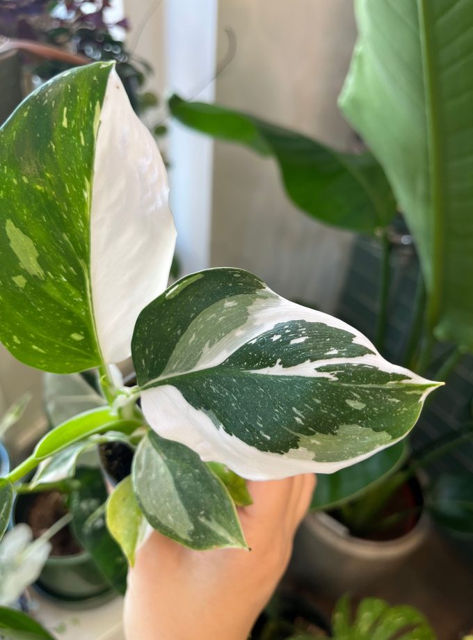 Philodendron White Wizard