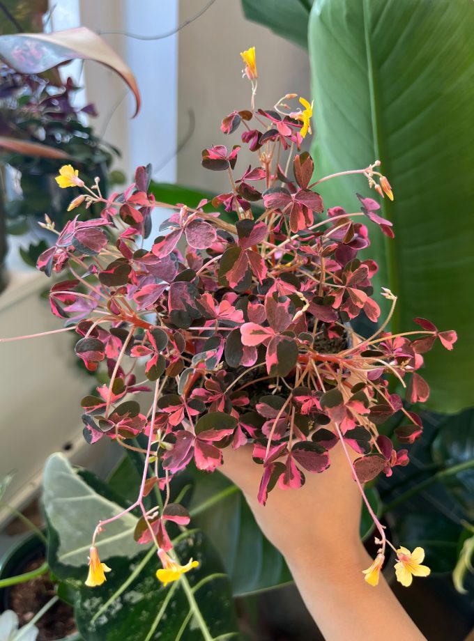 Oxalis Vulcanicola Plum Crazy