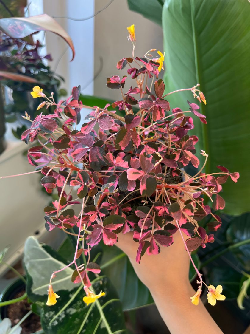 Oxalis Vulcanicola Plum Crazy