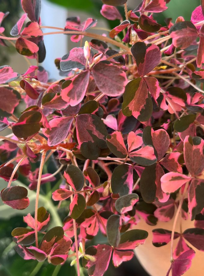 Oxalis Vulcanicola Plum Crazy