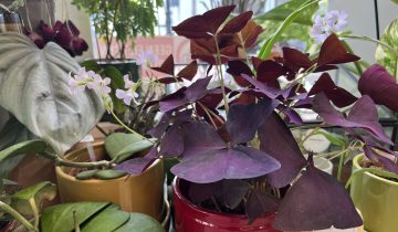 Zomerse cadeautips voor de plantenliefhebber