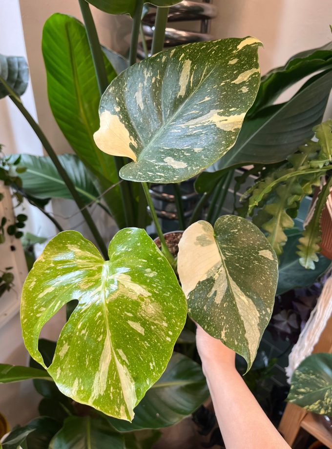 monstera thai constellation