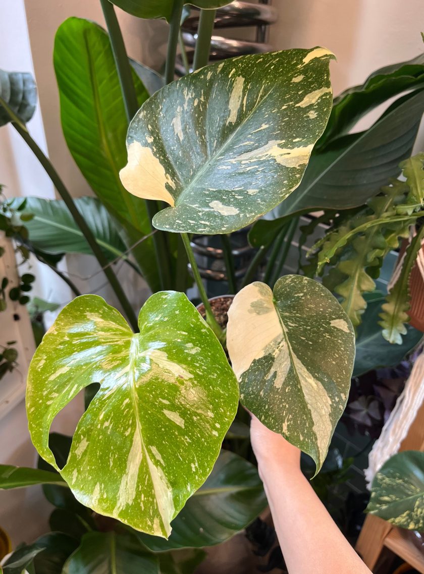monstera thai constellation
