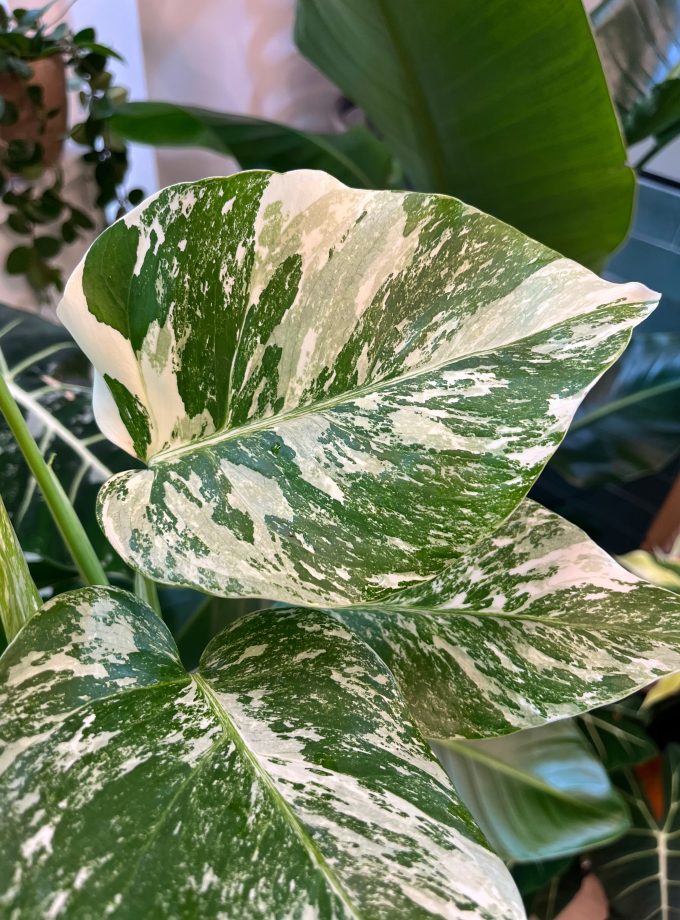 monstera albo variegata