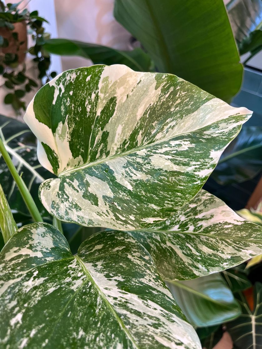 monstera albo variegata