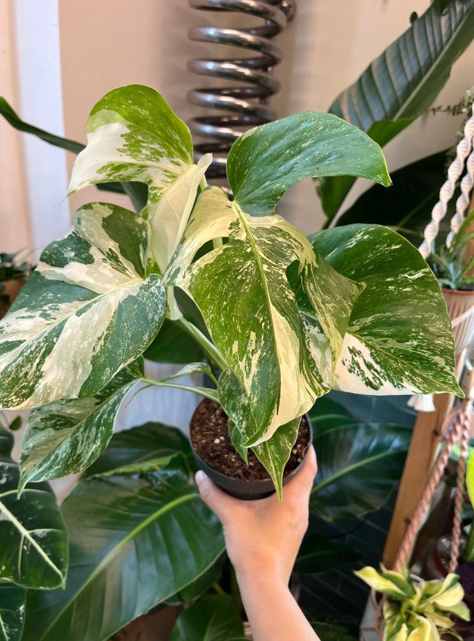 monstera albo variegata