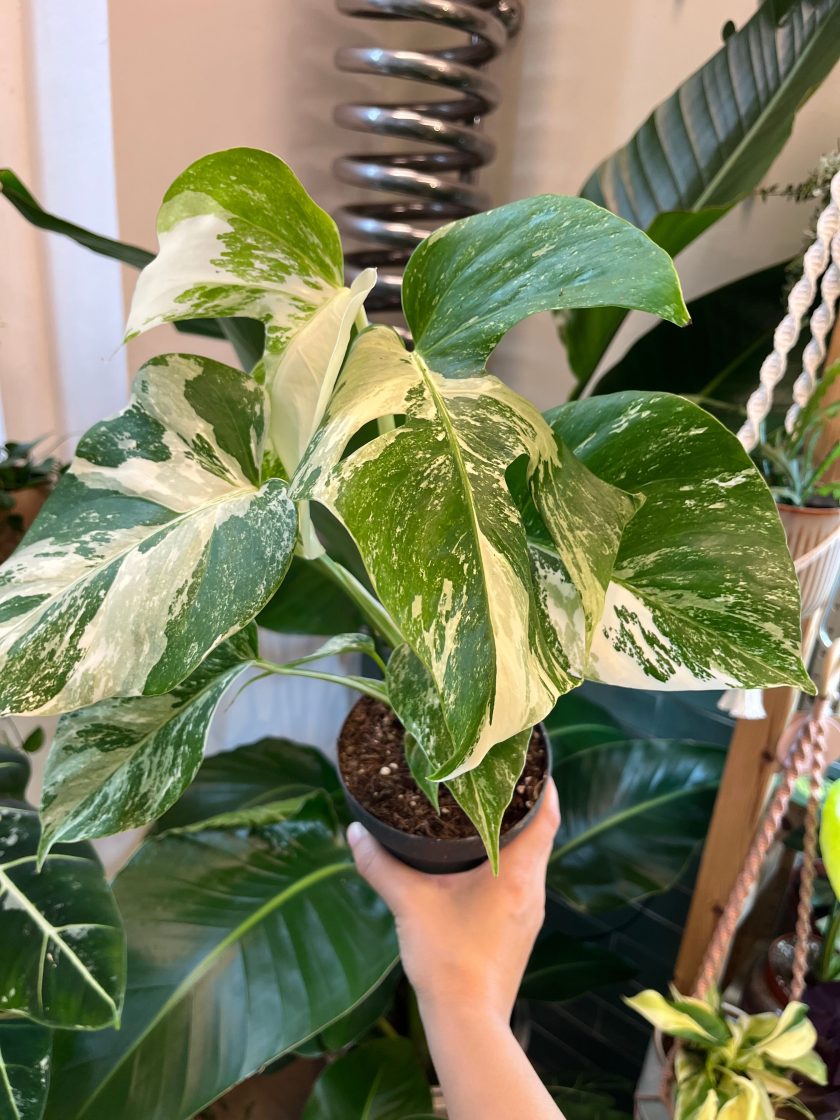 monstera albo variegata