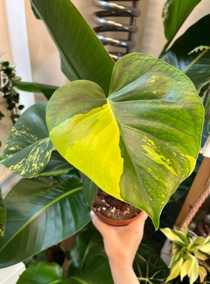 Monstera Deliciosa Aurea
