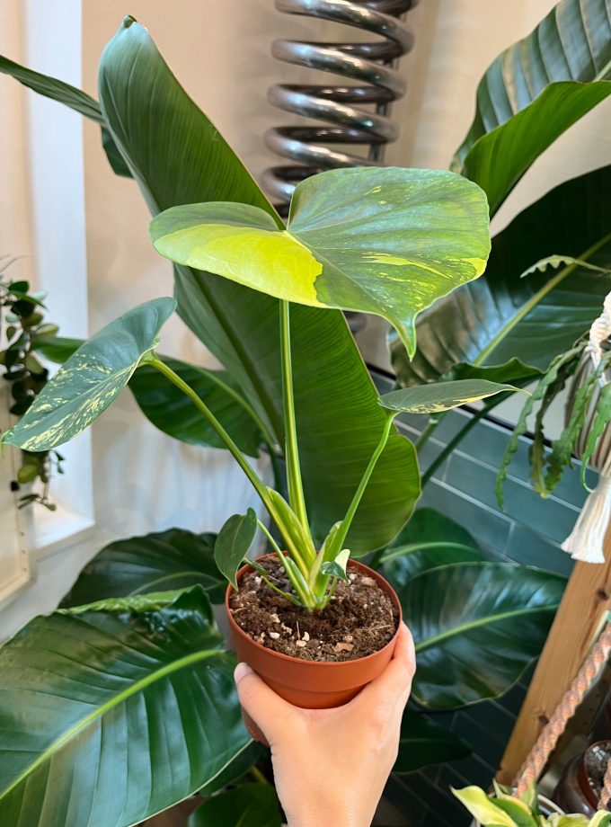 Monstera Deliciosa Aurea