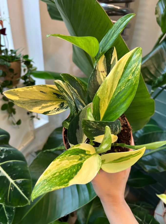 monstera standleyana variegata