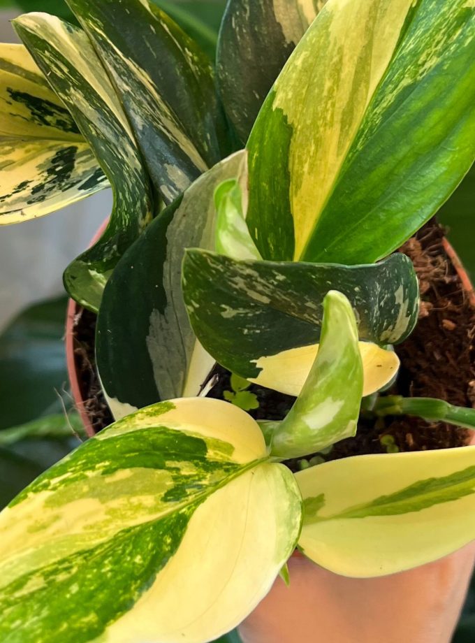 monstera standleyana variegata