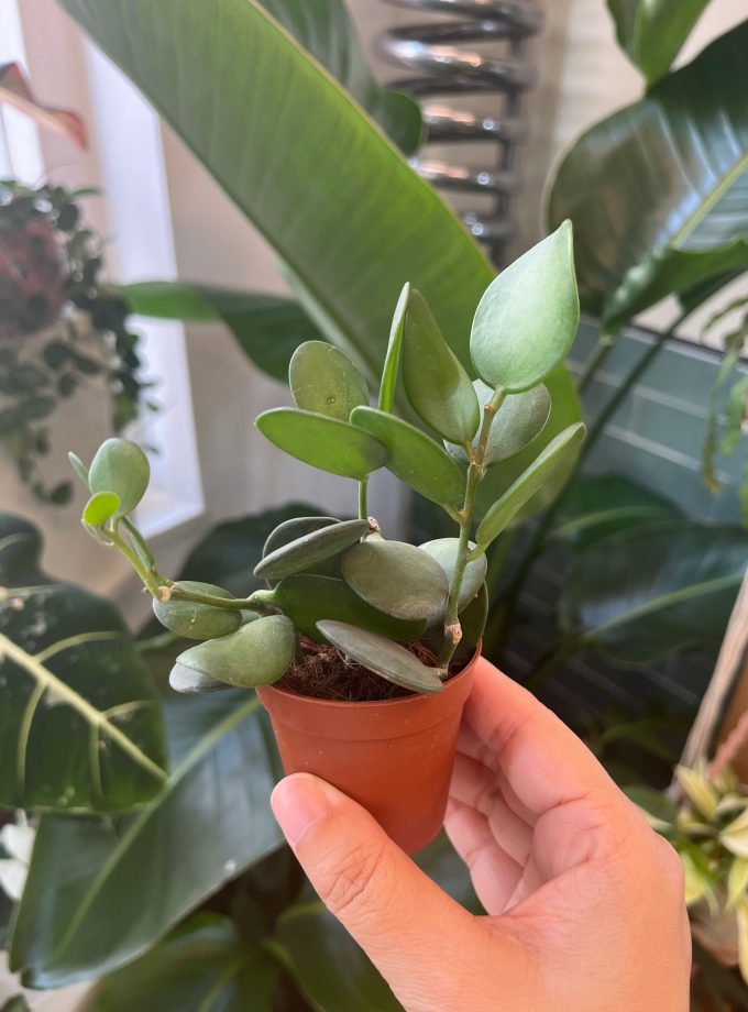 Xerosicyos danguyi