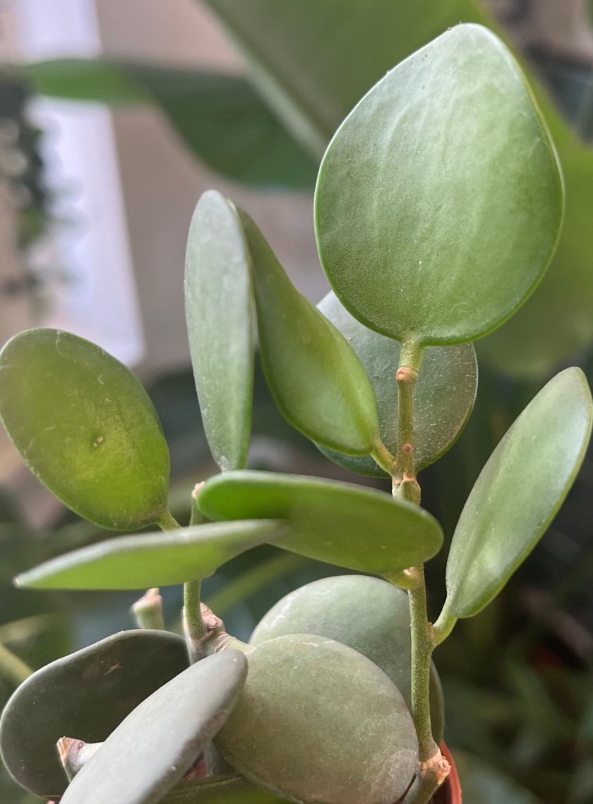Xerosicyos danguyi