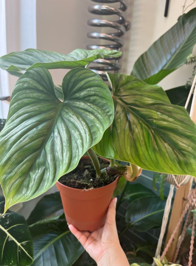 Philodendron Plowmanii