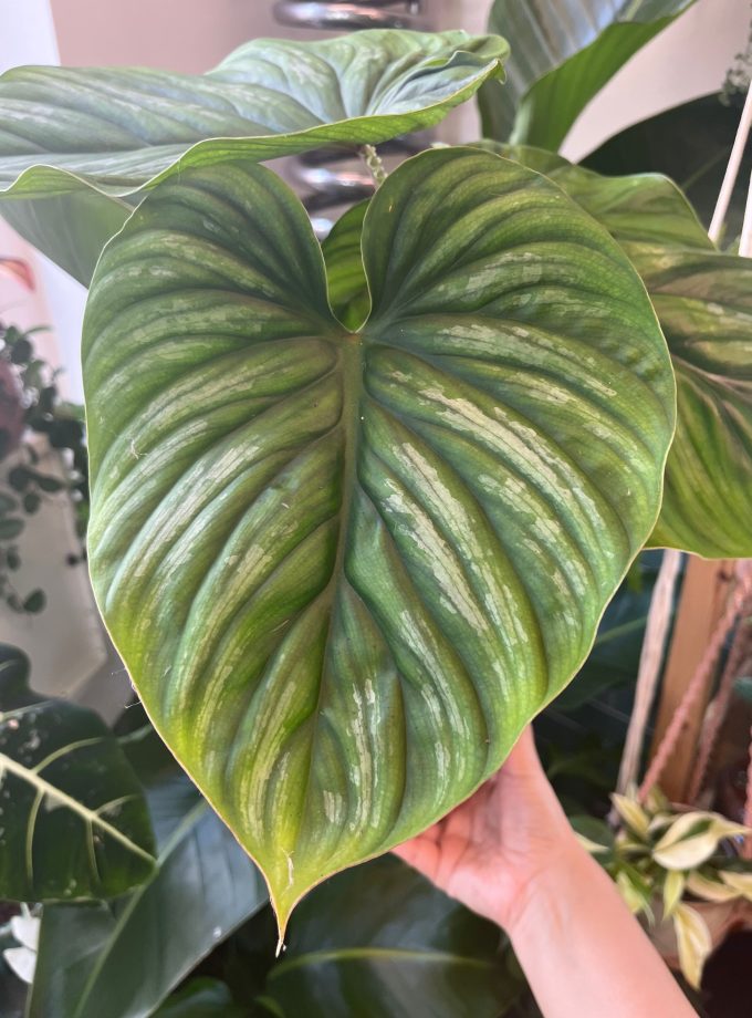 Philodendron Plowmanii