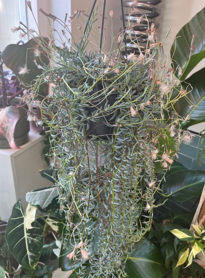 Senecio Hallianus
