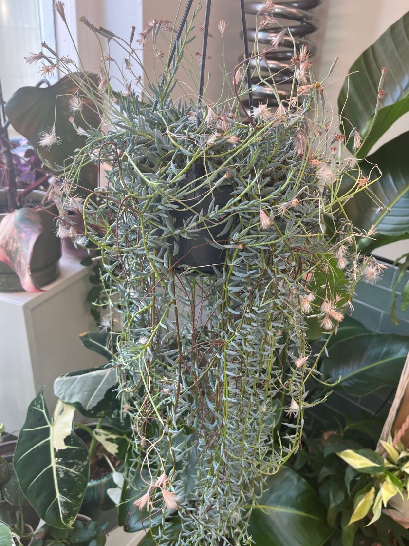 Senecio Hallianus