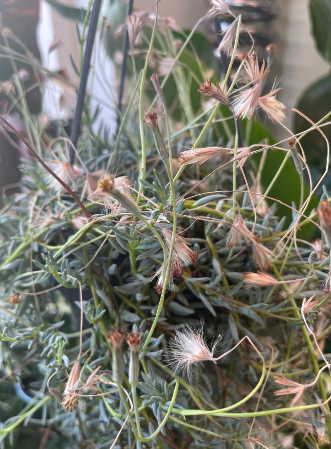 Senecio Hallianus