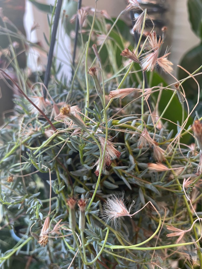 Senecio Hallianus
