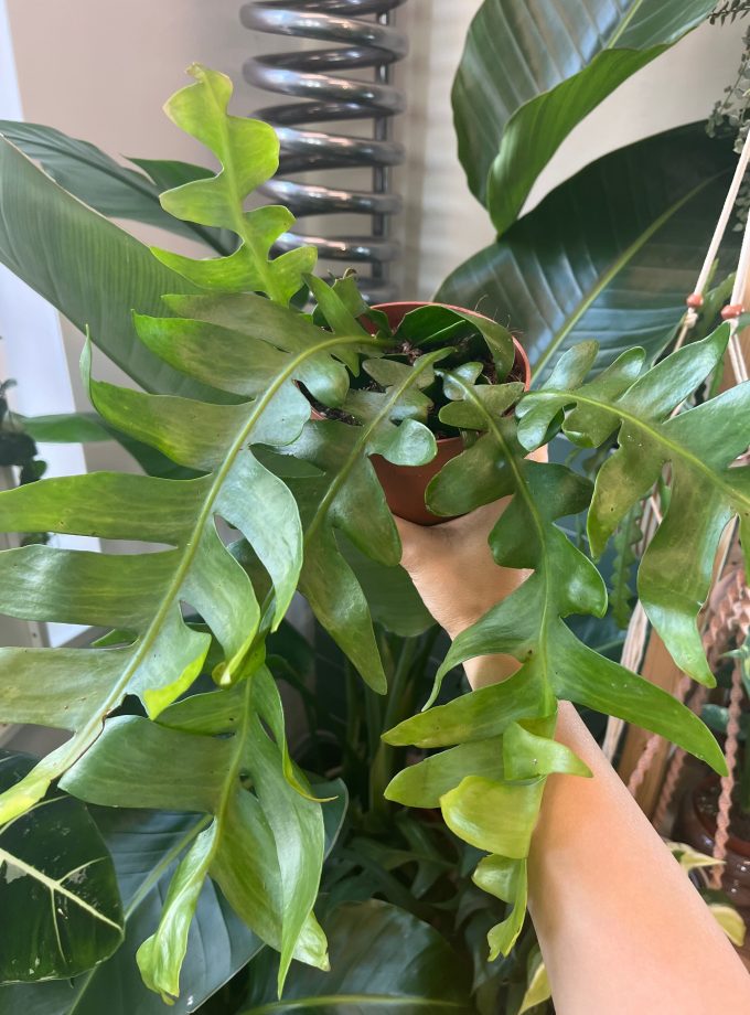 Epiphyllum Chrysocardium