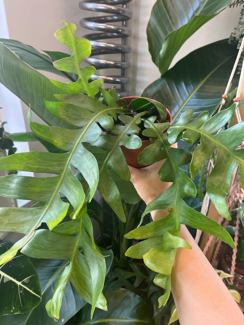 Epiphyllum Chrysocardium