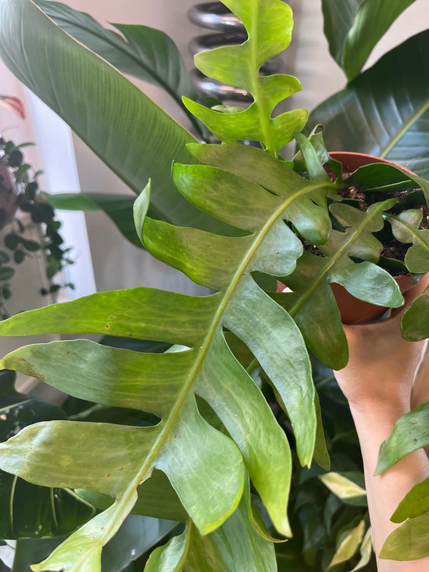 Epiphyllum Chrysocardium