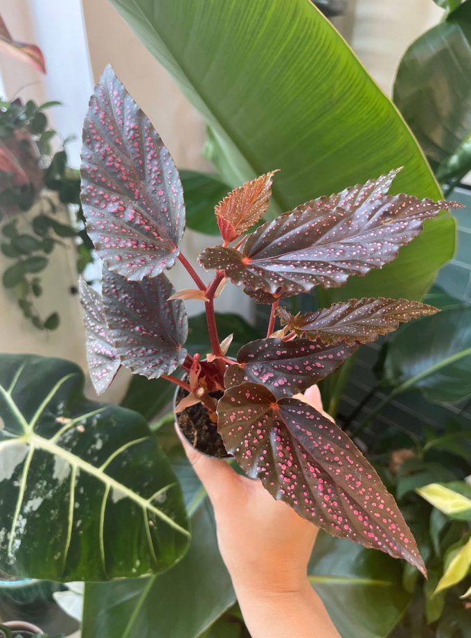 Begonia maculata pink spot