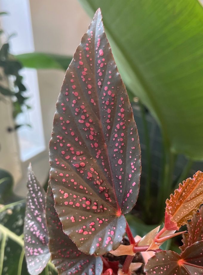 begonia pink spot