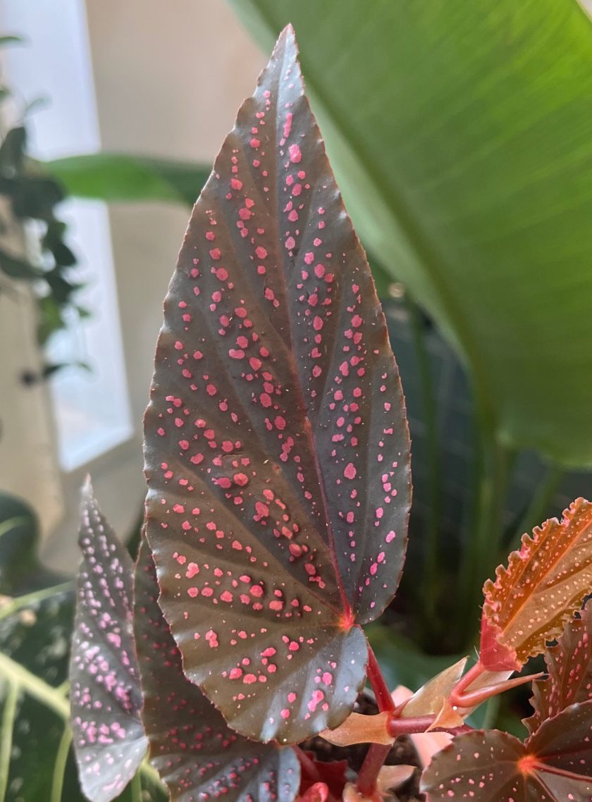 begonia pink spot